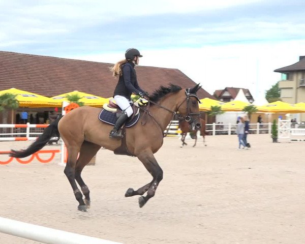 Reitturnier Zug 2019