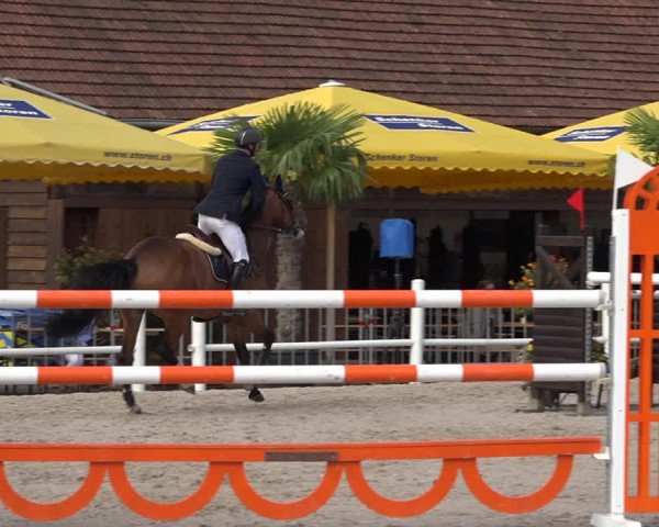 Reitturnier Zug 2019