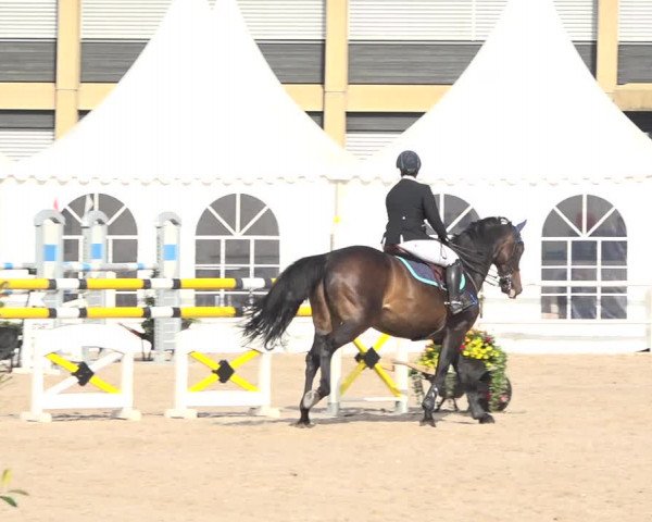 Reitturnier Zug 2019