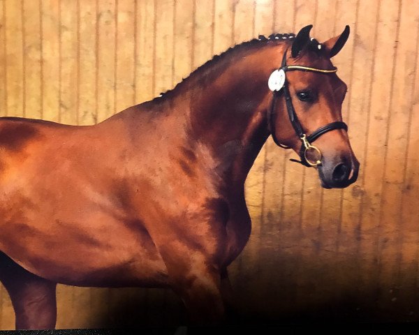 stallion Crunch Time (Holsteiner, 2014, from Crunch 3)