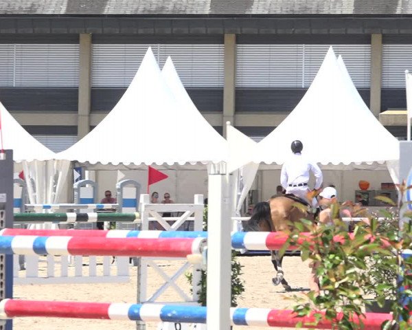Reitturnier Zug 2019