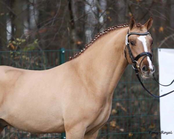 dressage horse Der Kleine Prinz (German Riding Pony, 2014, from FS Daddy Cool)
