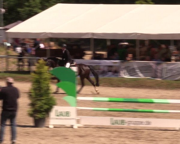Reitturnier Lgl.-Oberhain, B95 2019