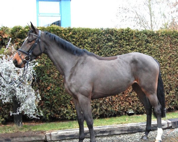 horse Caramia (Oldenburg, 2013, from Coupe d`Or)