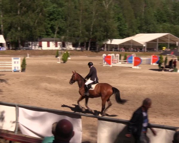 Reitturnier Lgl.-Oberhain, B95 2019