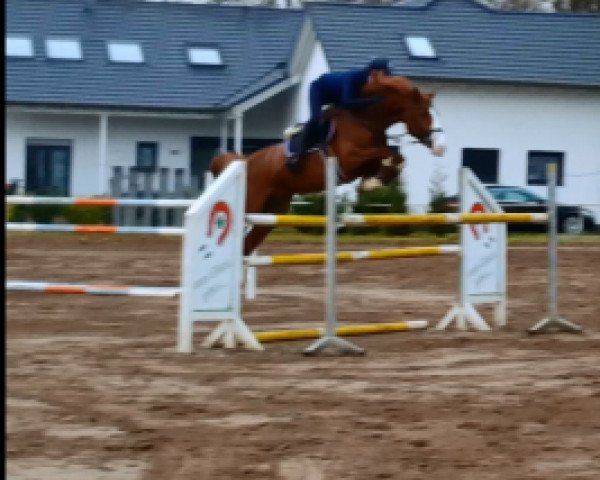 jumper Coming Soon 6 (Oldenburg, 2010, from Cor de Pomme)