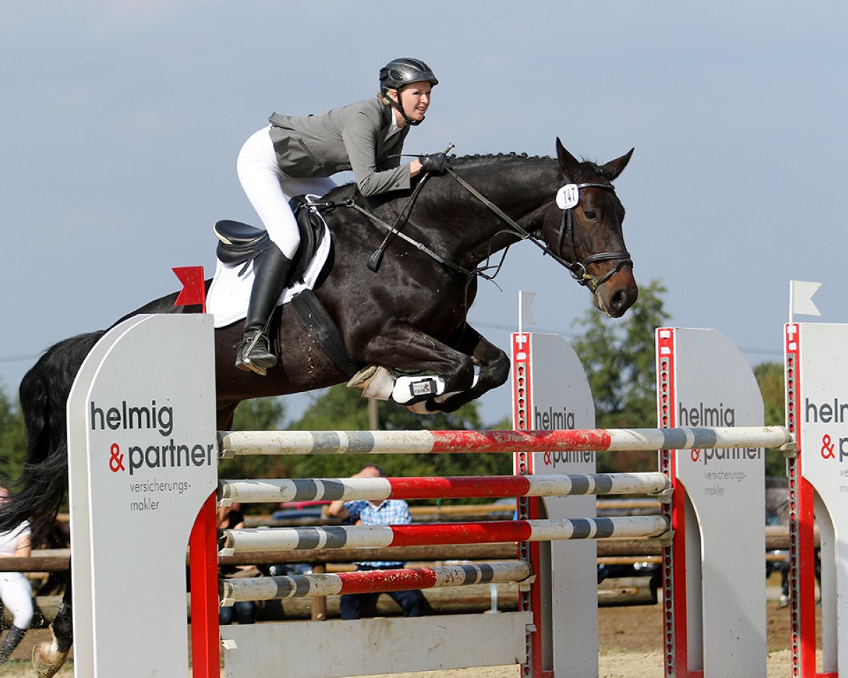 Springpferd Captain Cool 4 (Westfale, 2004, von Collin L)