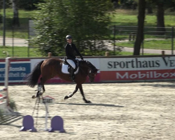 Reitturnier Westergellersen 2021
