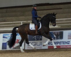 broodmare Biskaya 15 (Hanoverian, 2012, from Bretton Woods)
