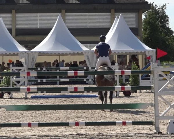 Reitturnier Zug 2019