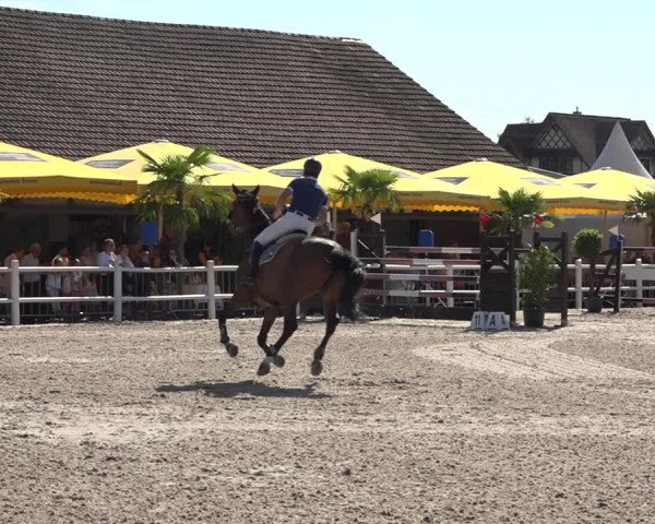 Reitturnier Zug 2019