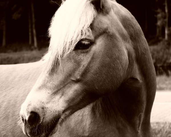 Pferd Ronja (Haflinger, 2006, von Armstrong)