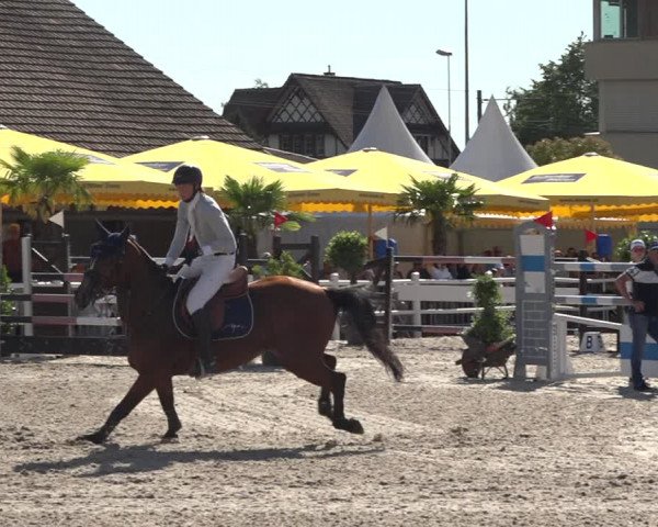 Reitturnier Zug 2019