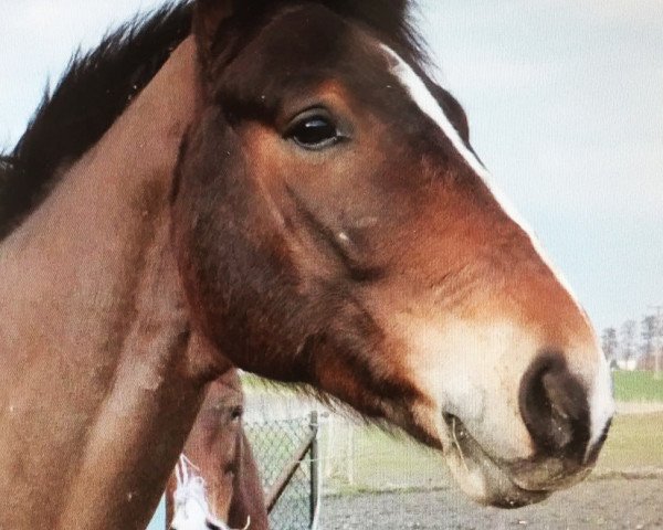 horse Shutty (Bavarian, 2011, from Sir Shutterfly)