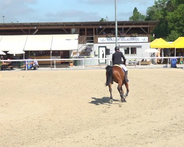 Reitturnier Münsingen 2019