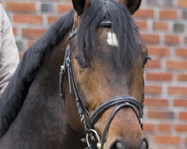 dressage horse Rondenjo (KWPN (Royal Dutch Sporthorse), 2006, from Rhodium)