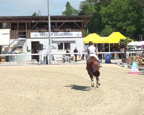 Reitturnier Münsingen 2019