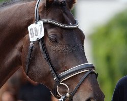 Horse Lathimor (Württemberger, 2003)