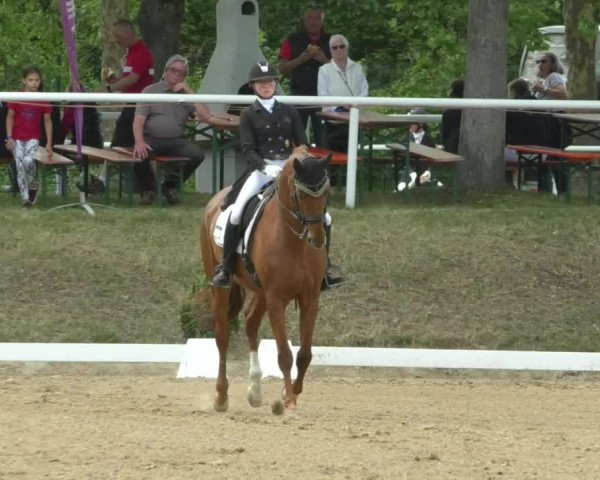 Reitturnier Nußloch 2019