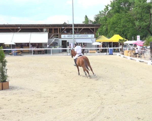 Reitturnier Münsingen 2019