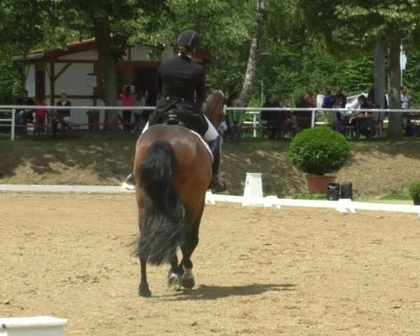 Reitturnier Nußloch 2019