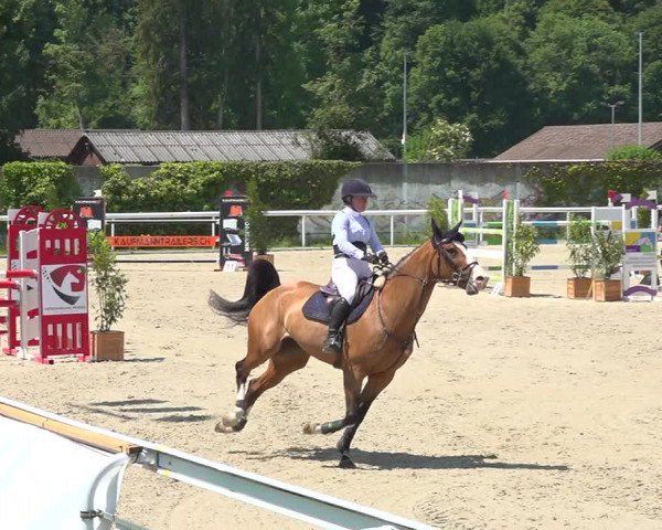 Reitturnier Münsingen 2019