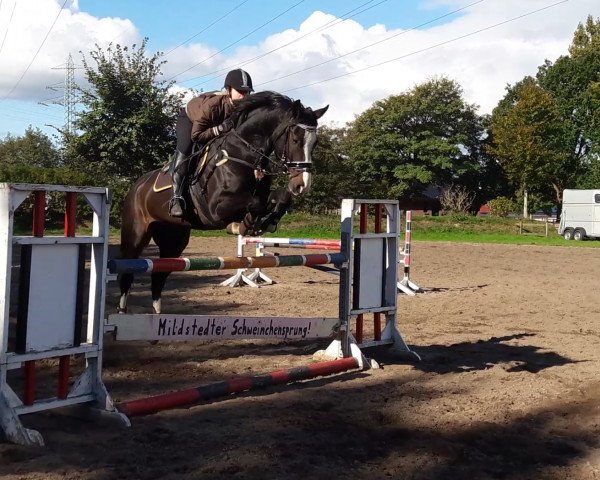 jumper Cacau 12 (Holsteiner, 2010, from Ab 19 Chepetto)