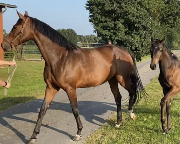 horse Ultrafee (Oldenburg, 2021, from San Amour I)