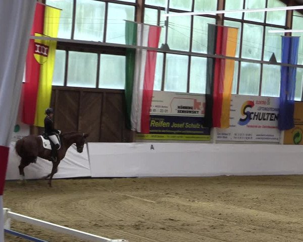 Reitturnier Borken 2019
