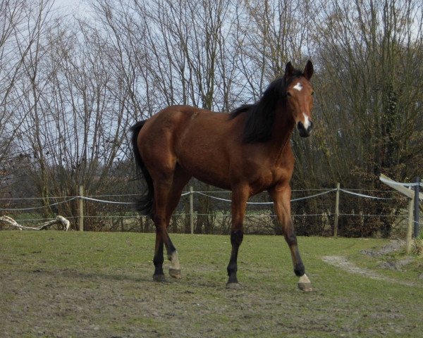 broodmare Quiriona (Westphalian, 2013, from Quatertime)