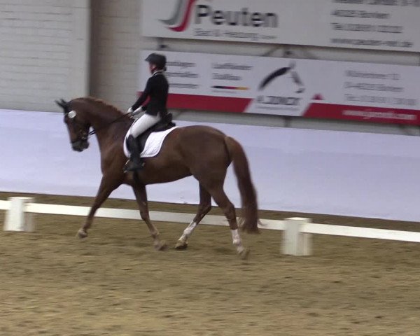 Reitturnier Borken 2019