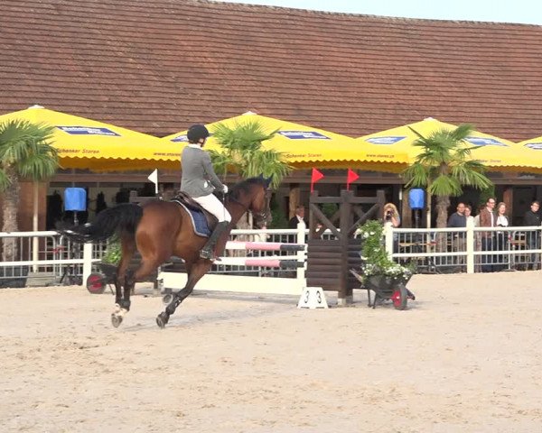Reitturnier Zug 2019