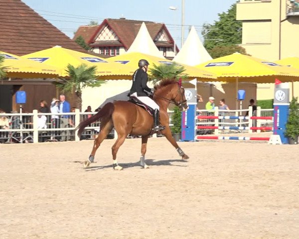 Reitturnier Zug 2019