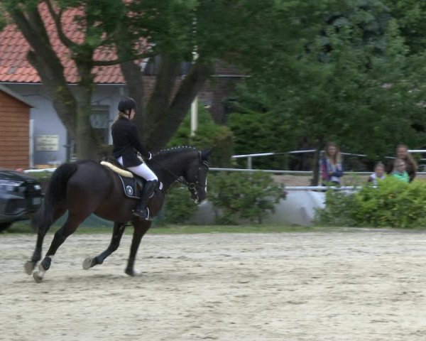 Reitturnier Bochum-Nord 2019