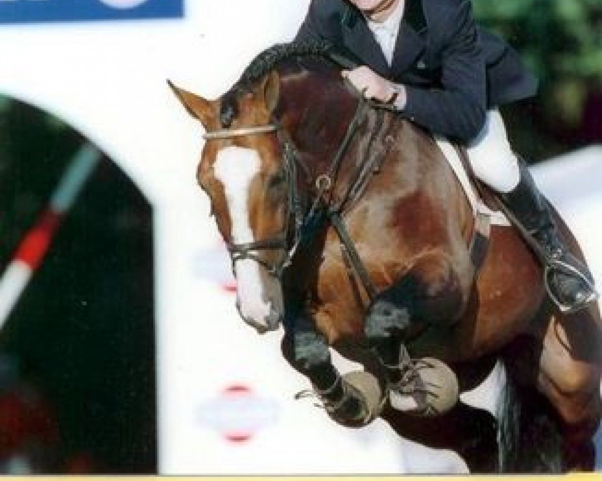 Deckhengst Palestro van de Begijnakker (Belgisches Warmblut, 1992, von Quidam de Revel)
