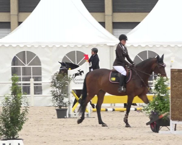 Reitturnier Zug 2019