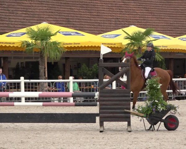 Reitturnier Zug 2019