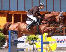stallion Aristo Z (Zangersheide riding horse, 2001, from Artos Z)