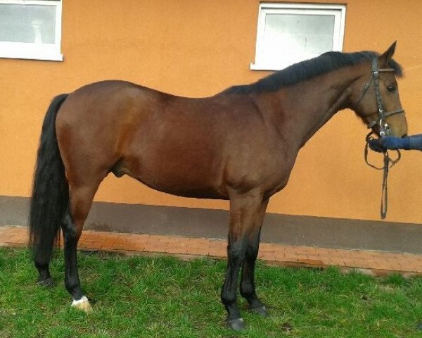 horse Cash Back L (Westphalian, 2013, from Arpeggio)