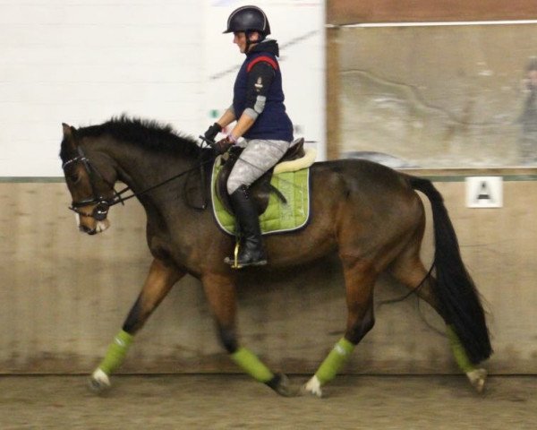 horse Cascall's Pocket Rocket (Oldenburg show jumper,  , from Cascall)
