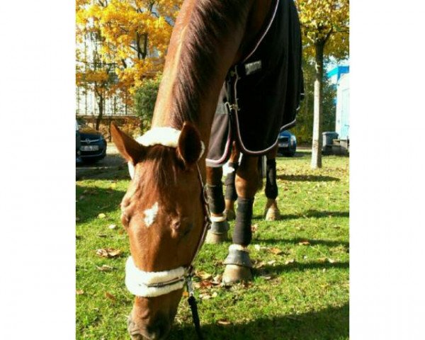 dressage horse Donnaiolo (Rhinelander, 2006, from Donnerschlag) dressage horse Donnaiolo (Rhinelander, 2006, from Donnerschlag)