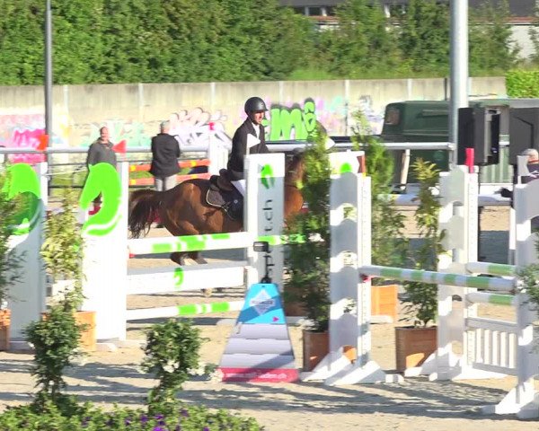 Reitturnier Münsingen 2019