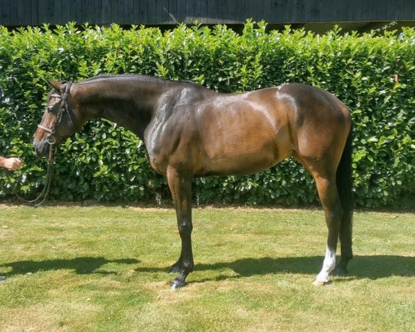 jumper Viola W (Hanoverian, 2014, from Viscount 22)
