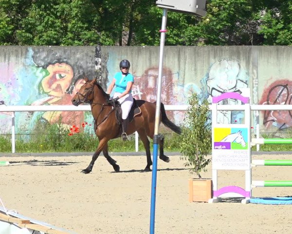 Reitturnier Münsingen 2019