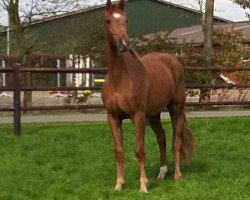 broodmare Chaccata (Oldenburg show jumper, 2014, from Chaccato)