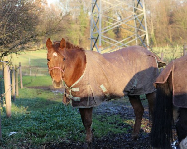 horse Menkhorsterslag's Sanne (New Forest Pony, 1992, from Young Winsome's Adrian)