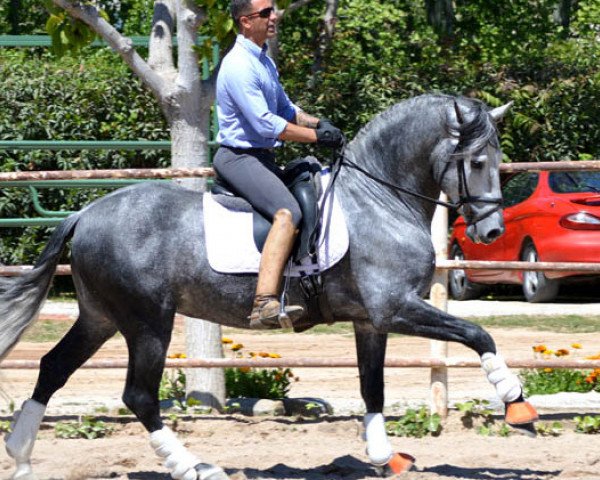 stallion Centurion (Pura Raza Espanola (PRE),  , from Centurion)