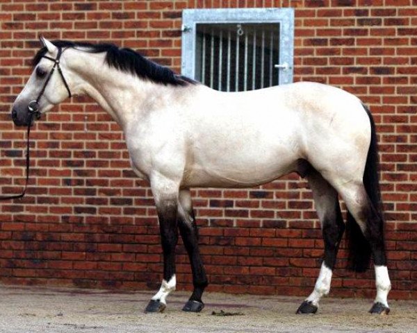 Deckhengst Cream On Top (KWPN (Niederländisches Warmblut), 2007, von Concorde)