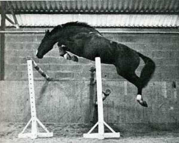 horse Beau Coq AA (Anglo-Arabs, 1973, from Coq de Bruyere AA)