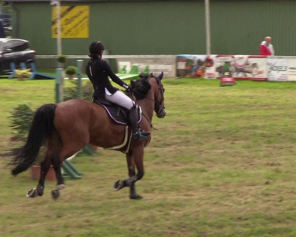 Reitturnier Rendsburg 2019